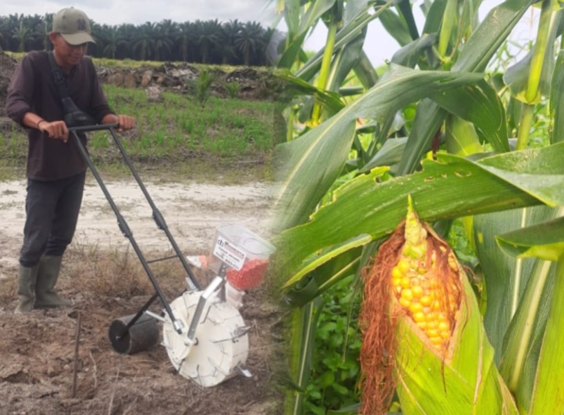 PT. Agritasari Prima Dukung Pemerintah Wujudkan Ketahanan Pangan, 7 Hektare Jagung Menanti Panen