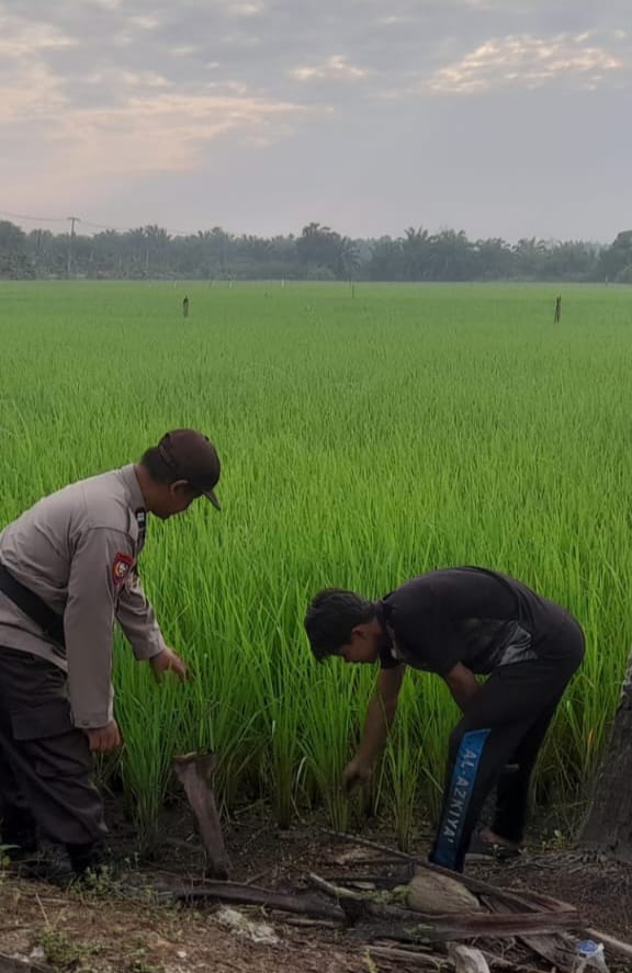 Aiptu Agus Riyono Bersinergi dengan Petani Pengalihan, Wujud Nyata Polri Dorong Swasembada Pangan