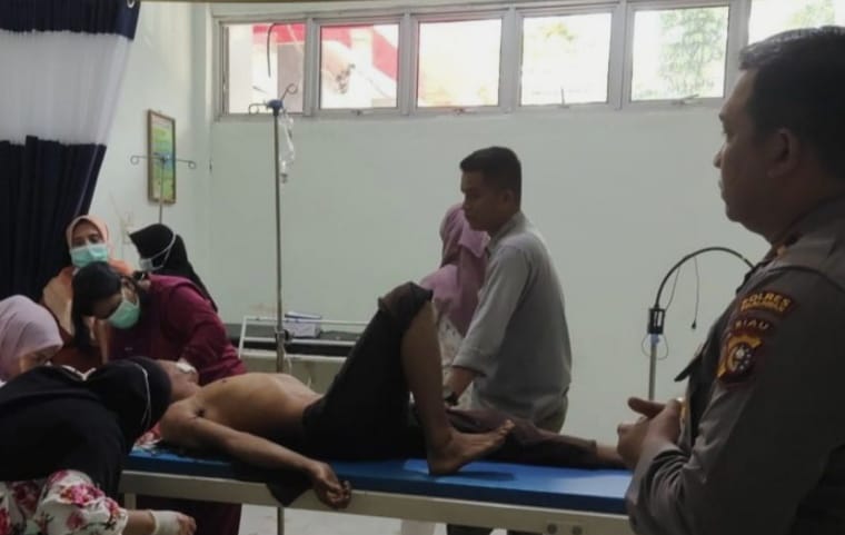 Mengerikan, Pekerja Akasia di Pelalawan Diserang Harimau Sumatera