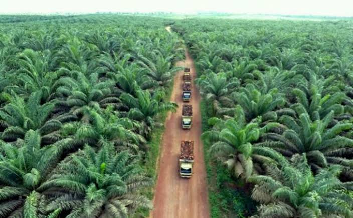 Siap Dukung Swasembada Pangan dan Energi, 25 Ribu Hektare Perkebunan Sawit di Pekanbaru Akan di Optimalkan.