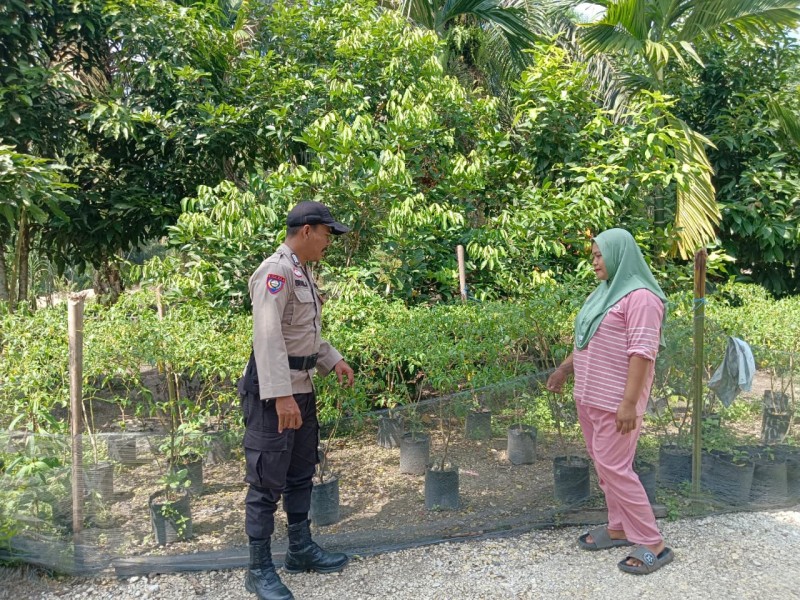 Bripka Erwin Sambangi Kebun Cabai Ibu Dewi di Desa Sencalang, Kawal Ketahanan Pangan