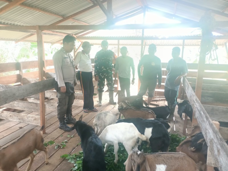 IPTU Parsaulian: Sinergi Polri, Pemerintah Desa, dan TNI Kunci Sukses Peternakan Kambing