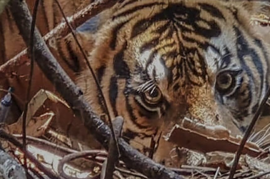 BBKSDA Riau Turunkan Tim Mitigasi ke Lokasi Serangan Harimau di Pelalawan