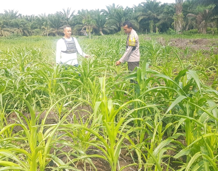 Polri Dan Pemerintah Desa Satu Langkah: Pengecekan Jagung Di Rambaian, Wujud Sinergi Untuk Swasembada Pangan