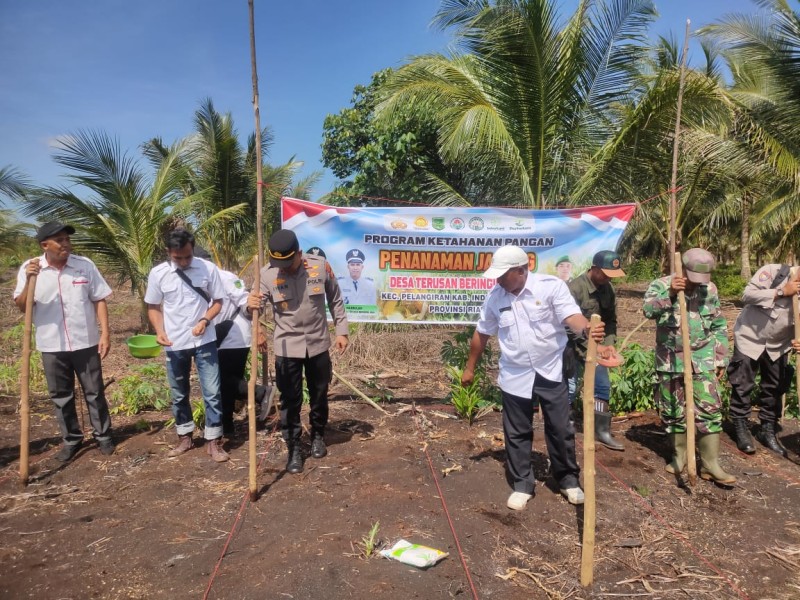 Dukung Program Pemerintah, Kapolsek Pelangiran  dan BUMDes Serentak Tanam Jagung di Lahan 2 Hektar