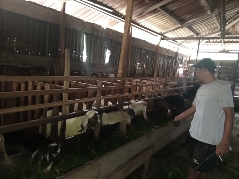 Aipda Arjul Putra Sambangi Peternakan Lembu Mutalip, Wujudkan Asta Cita Presiden