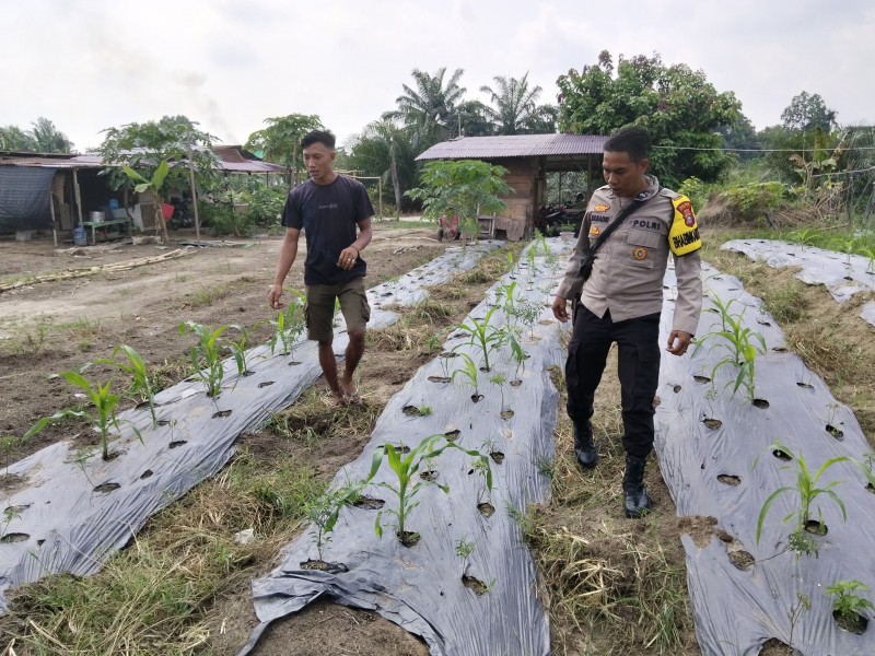 Bhabinkamtibmas Desa Sencalang Sambangi Lahan Kacang Panjang Warga dalam Mendukung Ketahanan Pangan