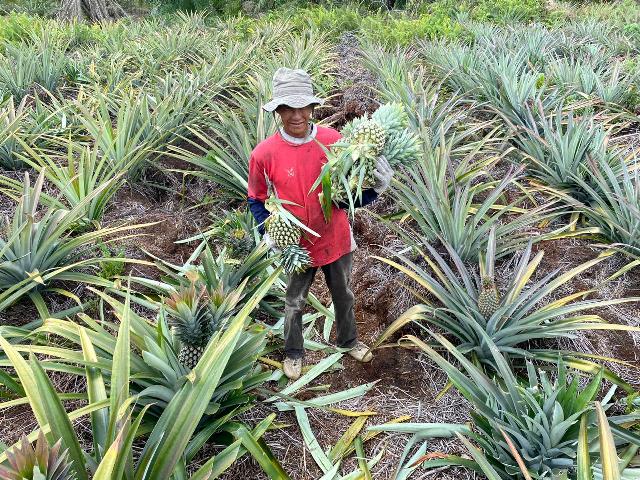 Menanam Harapan di Tanah Gambut, RAPP dorong Petani Kuala Panduk Bangun Sentra Nenas Berdaya Saing