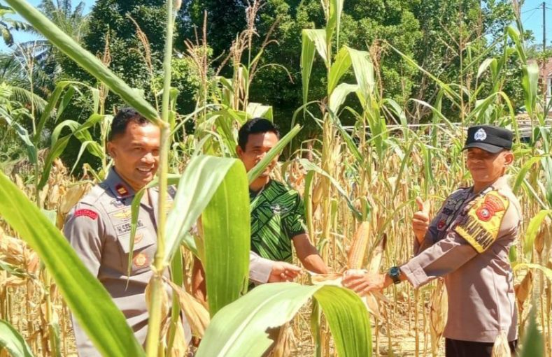 Dari Tanam Hingga Panen, Polisi dan Petani Batang Cenaku Perkuat Ketahanan Pangan