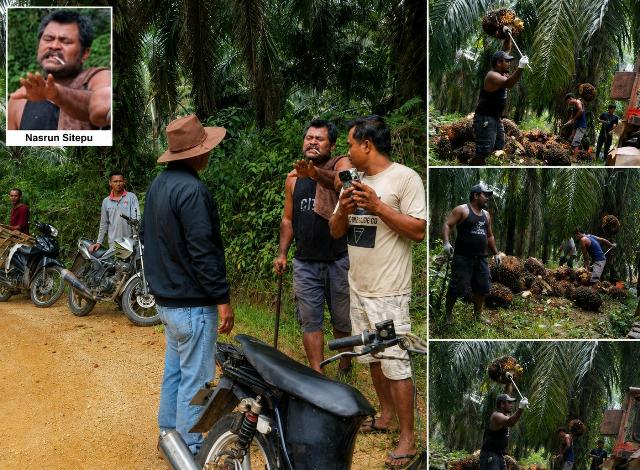 Meski Dilaporkan ke Polisi, Dugaan Penjarahan TBS di Kebun Agrinas Rakit Kulim Masih Berlanjut