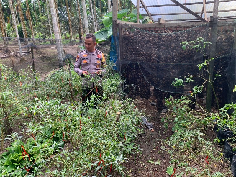 Bhabinkamtibmas Sungai Iliran Cek Kebun Cabe Rawit, Dukung Program Ketahanan Pangan