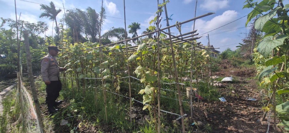 Wujud Pengayoman Polri, Polsek Pelangiran Kawal Ketahanan Pangan Lewat Monitoring Rutin Kebun Timun Warga