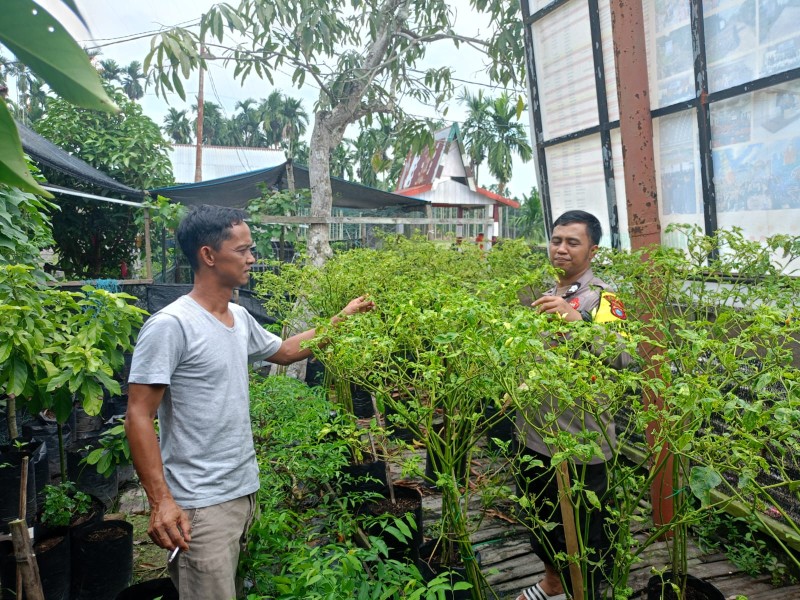 Bhabinkamtibmas dan Kades Tuasan Cek Kebun Ketahanan Pangan Desa