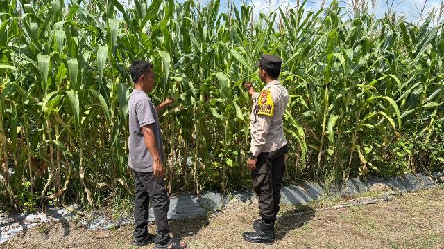Polsek Merbau Kawal Program Ketahanan Pangan Melalui Budidaya Jagung