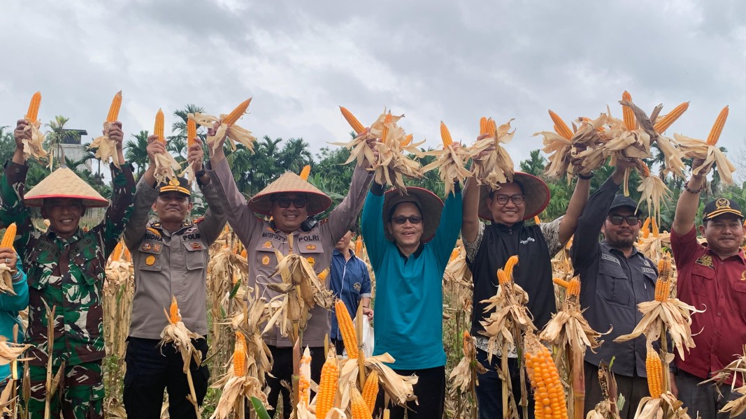 Panen Raya Jagung Serentak Dukung Swasembada Pangan Inhil 2026