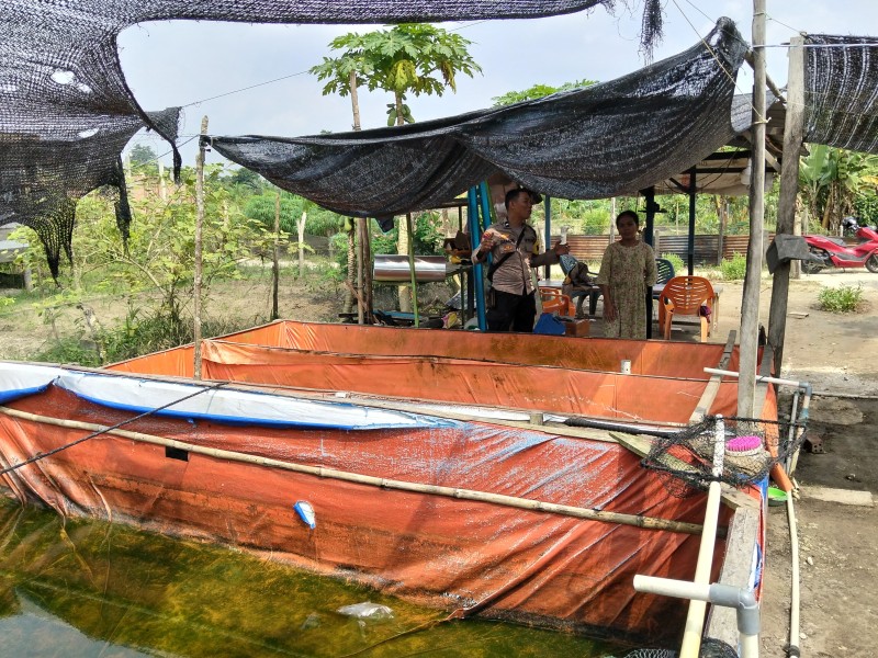 Kapolsek Keritang Dorong Ketahanan Pangan, Bhabinkamtibmas Sambangi Kolam Ikan Warga di Desa Petalongan