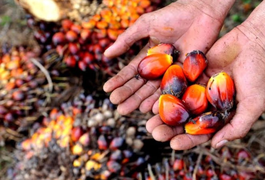 Harga Kernel Naik, Ikut Dongkrak Harga Kelapa Sawit Mitra Plasma Riau