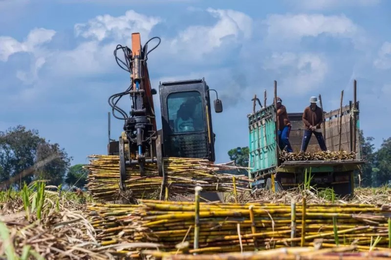 Transformasi BUMN PTPN Mendorong Ekosistem Industri Gula Menuju Swasembada