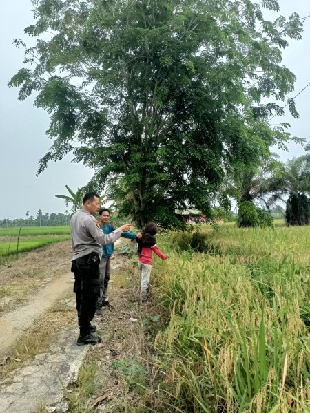 Kapolsek Keritang Dorong Ketahanan Pangan, Kanit Samapta Sambangi Lahan Padi Warga di Kotabaru Reteh