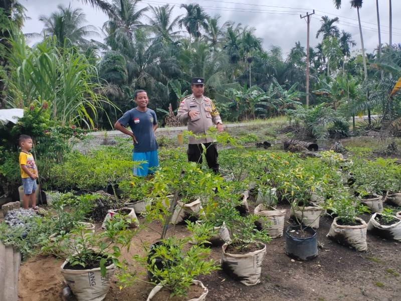 Polri Turun Ke Kebun, Pastikan Produksi Cabai Di Keritang Bebas Hambatan