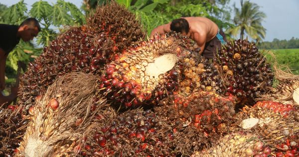 Harga Minyak Melonjak di Tengah Optimisme Global, CPO Tertekan Sentimen Pasar