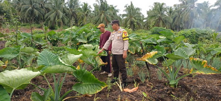 Bhabinkamtibmas Polsek Pelangiran Kembangkan Keladi Rendah Karbohidrat, Dukung Ketahanan Pangan Desa Rotan Semelur