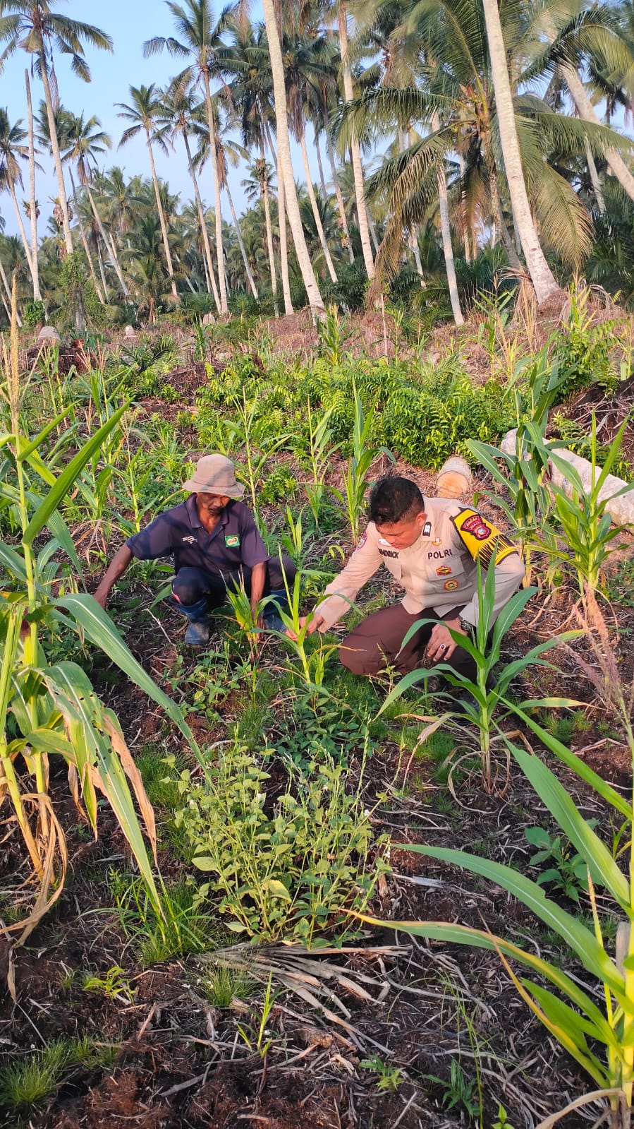 Dukung Ketahanan Pangan, Polsek Keritang Turun Langsung ke Lahan Jagung Desa Lintas Utara