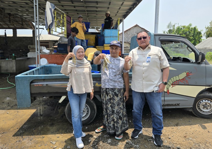 Bisnis Udang Vanamei Tembus Rp3 Miliar, BRI Situbondo Dukung Kembangkan Usaha