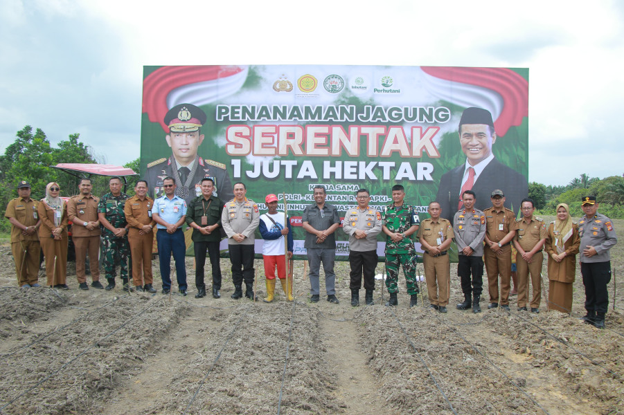 Meningkatnya Kebutuhan Jagung Pangan dan Pakan Ternak Terus dari Luar Pekanbaru