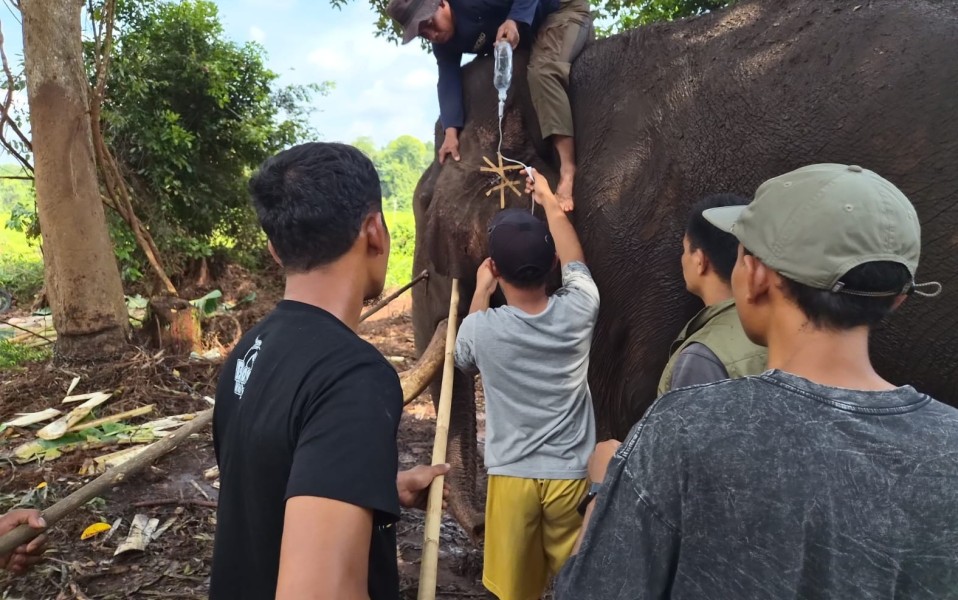 Kabar Duka dari Riau, Alami Komplimasi Pasca Fase Musth, Gajah Sumatera Indro Mati