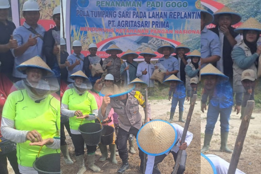 Dukung Swasembada Pangan, PT. Agritasari Prima Tanam Padi Gogo Seluas 4 Hektare, Bulan Juni Panen