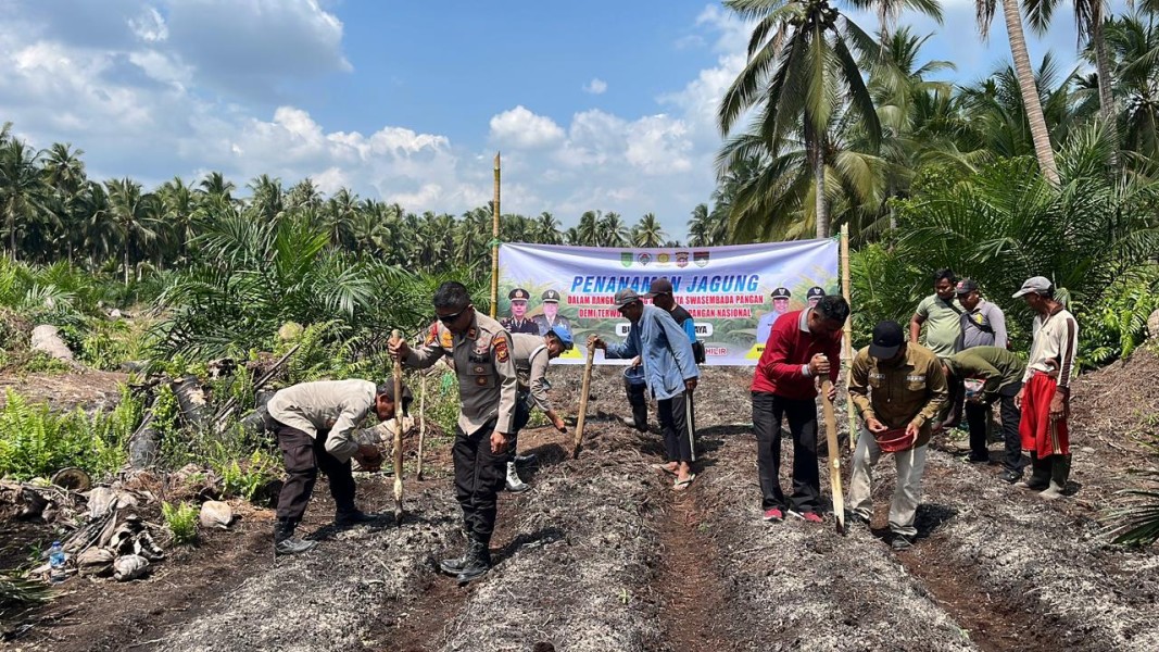 Polsek Enok Sukseskan Penanaman Jagung Kuartal I Dukung Asta Cita Swasembada Pangan 2026
