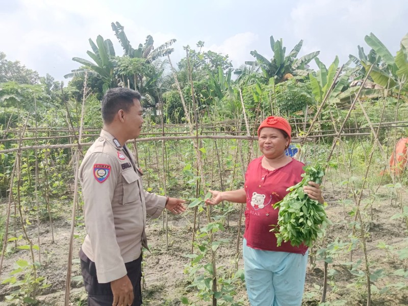 Bhabinkamtibmas Desa Petalongan Sambangi Kebun Cabai Warga, Dukung Program Ketahanan Pangan