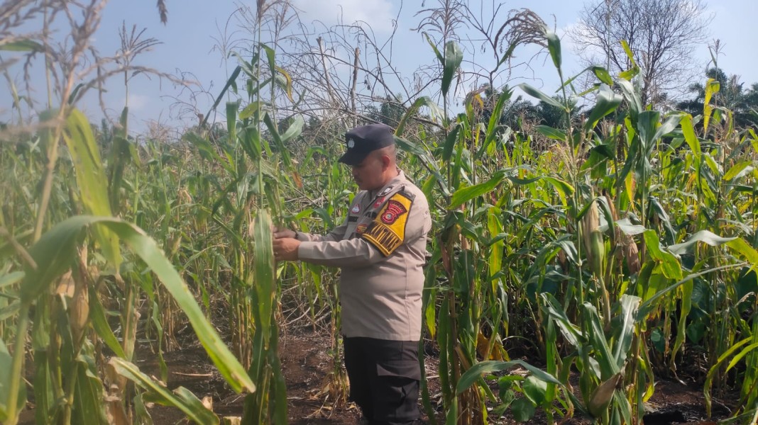 Polsek Keritang Kawal Jagung Asta Cita, Bukti Nyata Polri Dukung Ketahanan Pangan
