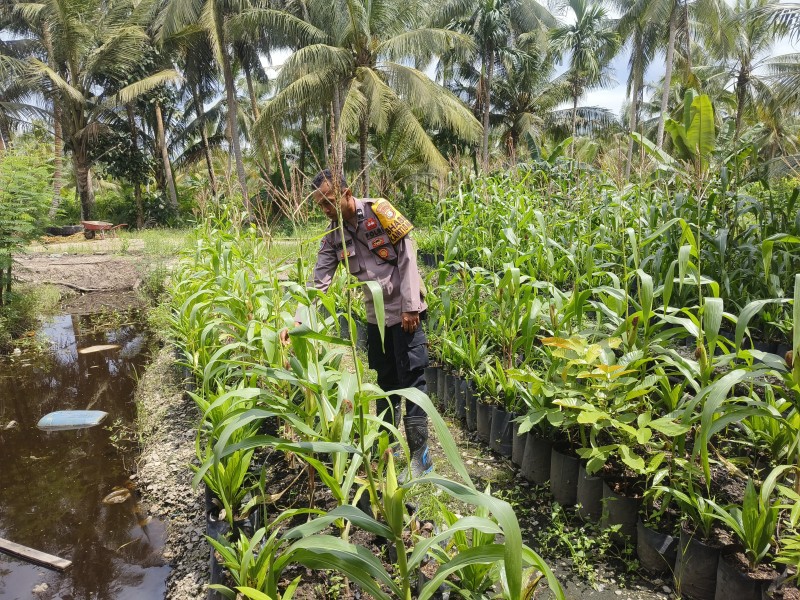 Jagung Jadi Andalan, Bhabinkamtibmas Rambaian Dampingi Petani di Kebun