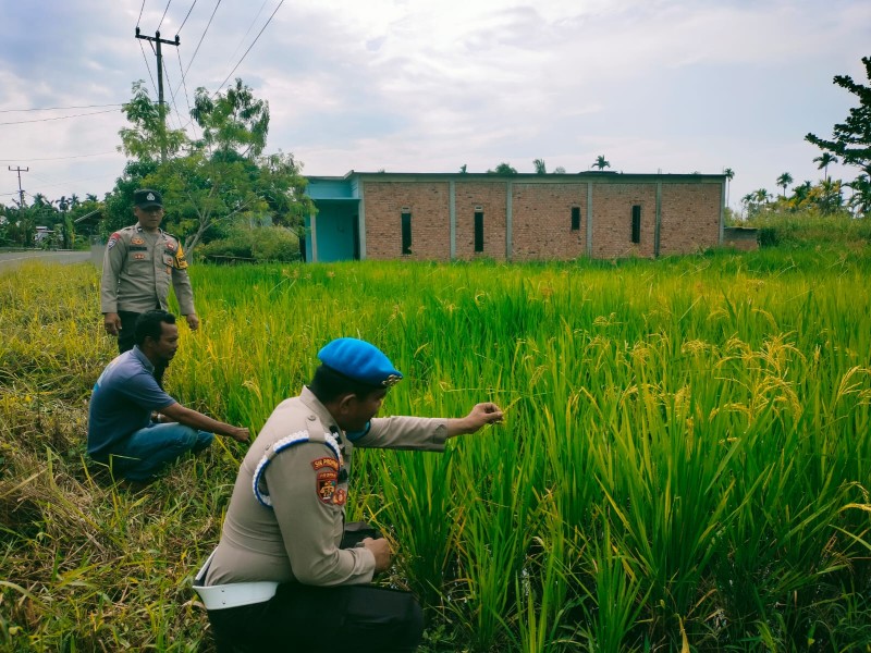 Polsek Tempuling Aktif Dukung Program Swasembada Ketahanan Pangan Polda Riau