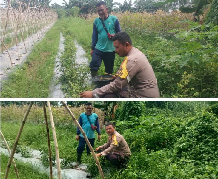 Manfaatkan Lahan Milik Sendiri, Petani Cabai di Kuala Cenaku Dapat Dukungan Polisi