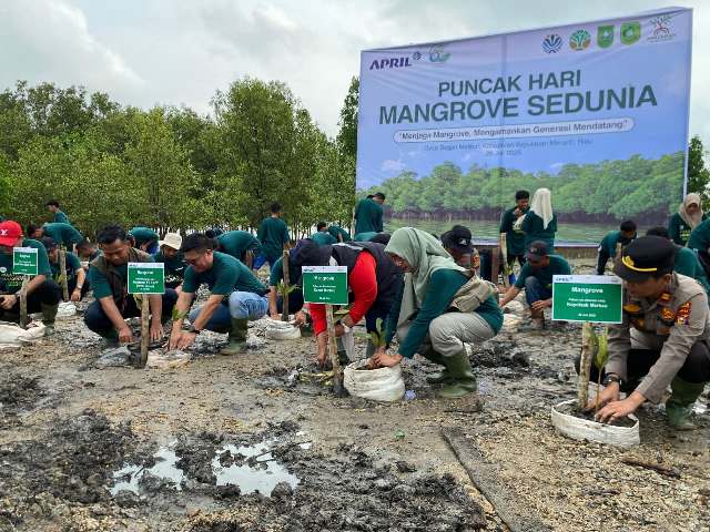 Perkuat Upaya Pelestarian Mangrove di Kepulauan Meranti, RAPP Dukung Gerakan Nasional Hari Mangrove Sedunia