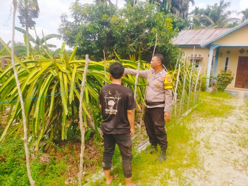Dukung Ketahanan Pangan, Bhabinkamtibmas Polsek Keritang Sambangi Kebun Buah Naga Milik Warga