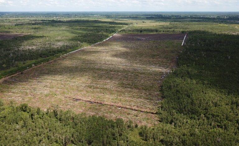 Pembukaan 20 Juta Hektare Hutan untuk Pangan dan Energi: Ancaman Ekologis yang Mengkhawatirkan