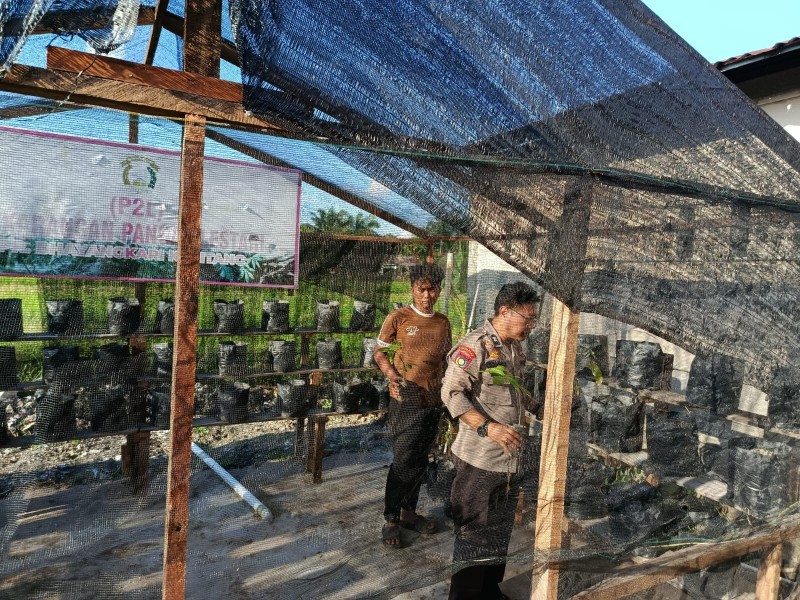 Polsek Keritang Turun Tangan, Ratusan Bibit Kelengkeng Dan Matoa Dipindah Ke Lahan Produktif