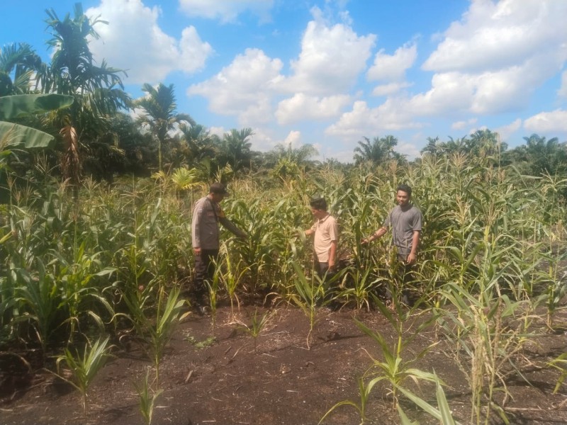 Polsek GAS Kawal Ketahanan Pangan, Cek Langsung Produksi Jagung Pipil di Rambaian