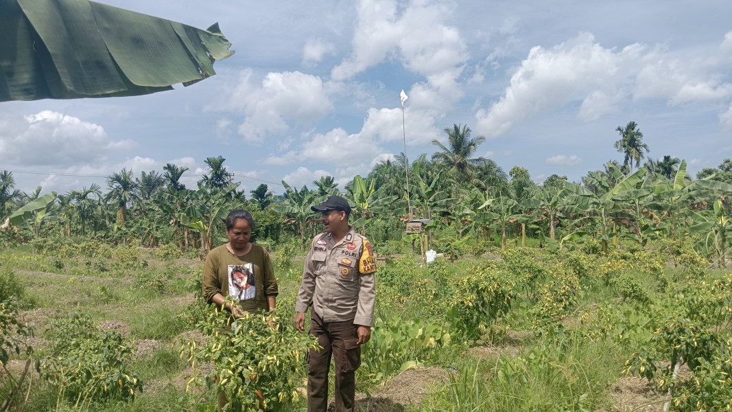 Bhabinkamtibmas Sencalang Sambangi Kebun Cabai Warga Diwilayah Binaan, Berikan Edukasi Untuk Ketahanan Pangan