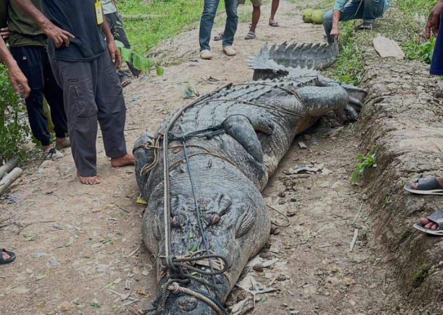 Ngeri, Buaya Ukuran Besar Masuk Parit di Desa Sungai Undan