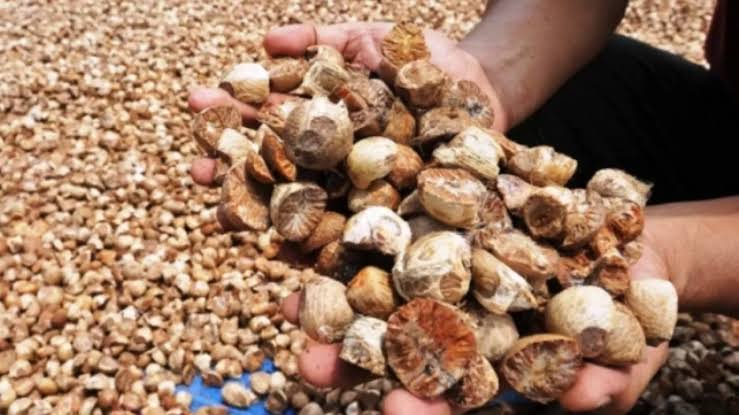 Pekan Ini Naik Tipis, Pinang Kering di Riau Dihargai Rp4.775 per Kg