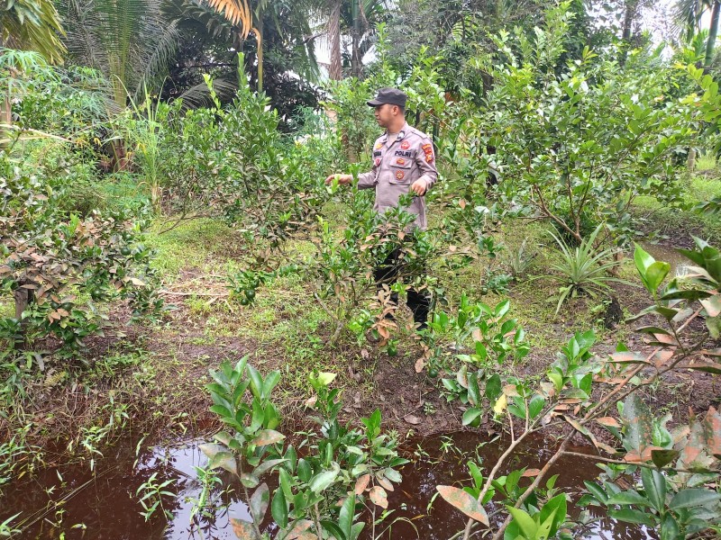 Dukung Ketahanan Pangan, Bhabinkamtibmas Kuala Gaung Pantau Kebun Jeruk Nipis
