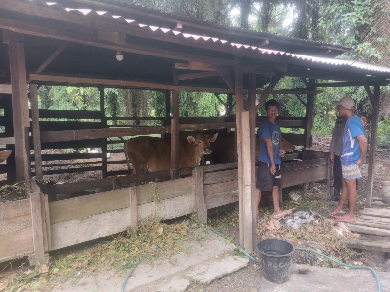 Polsek Kelayang Dukung Ketahanan Pangan, Bhabinkamtibmas Pantau Peternakan Sapi Warga