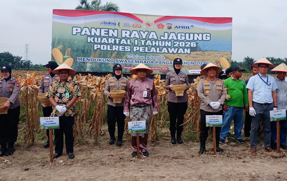 Diinisiasi Polres Pelalawan, Sekda Hadiri Panen Raya Jagung di Pangkalan Kerinci Hasilkan 15 Ton