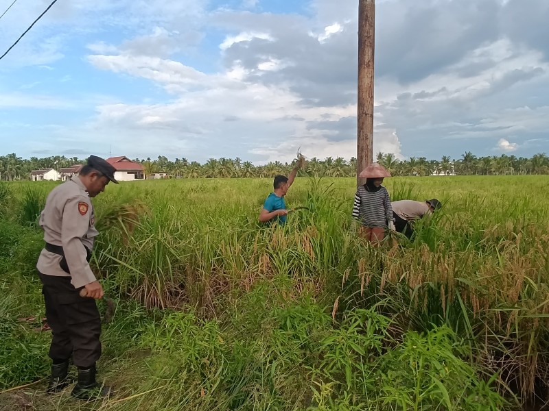 Gotong Royong Panen Padi Di Sungai Batang, Polri dan Warga Satu Nafas Menjaga Indonesia
