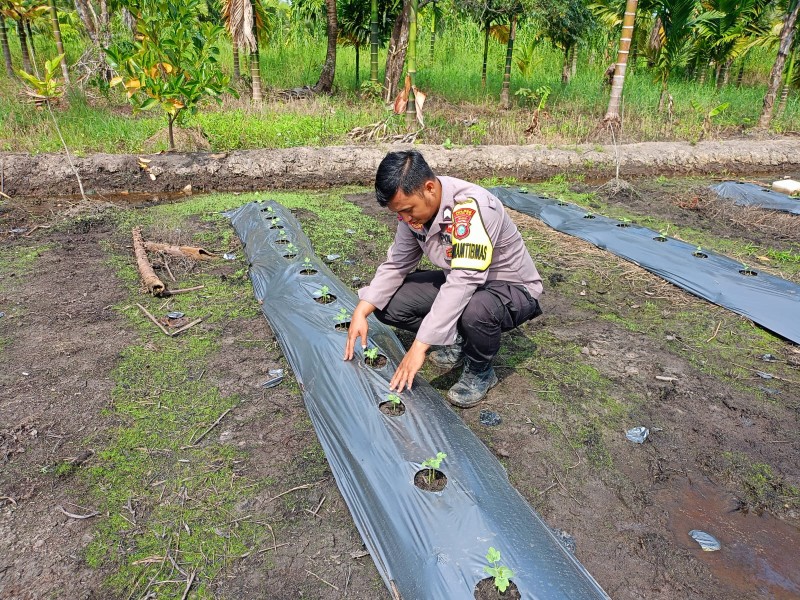 Bhabinkamtibmas Dan Petani Kuala Gaung Satu Hati Rawat Lahan Semangka